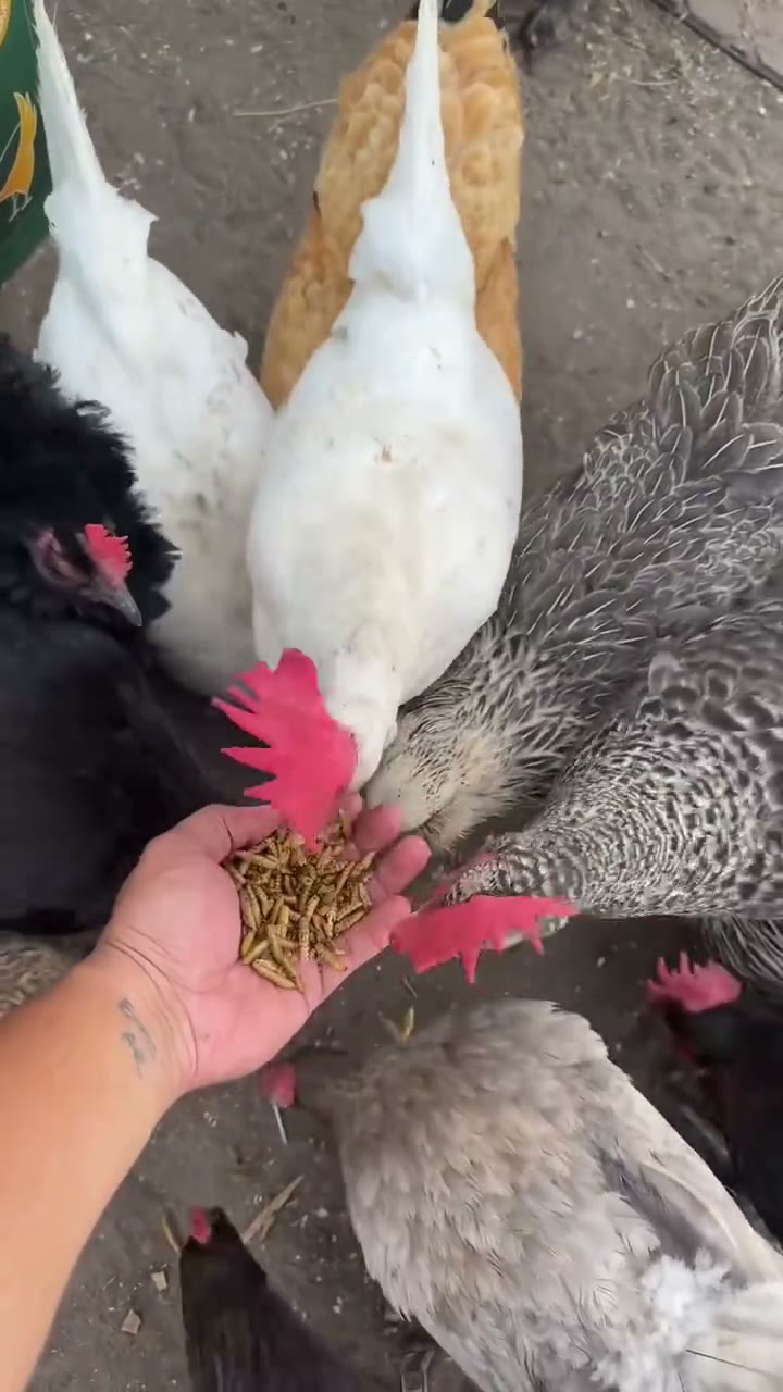 Premium Non-GMO Dried Mealworms for Backyard Chickens detail 5