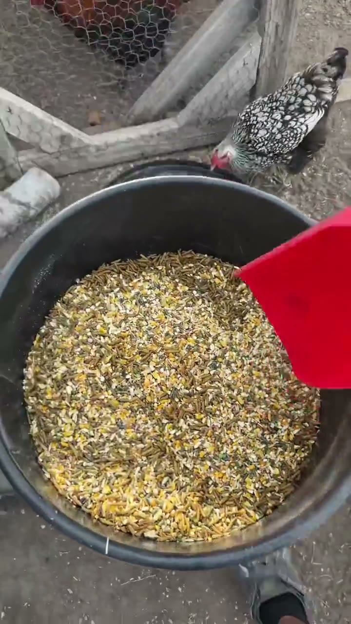 Premium Non-GMO Dried Mealworms for Backyard Chickens detail 6