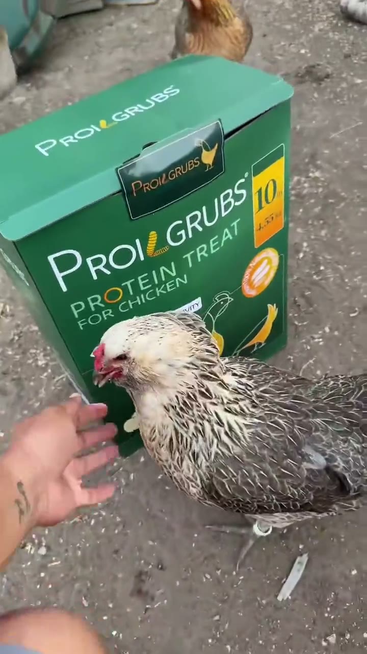 Premium Non-GMO Dried Mealworms for Backyard Chickens detail 1