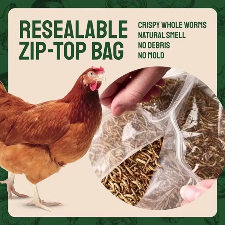 Premium Non-GMO Dried Mealworms for Backyard Chickens detail 3