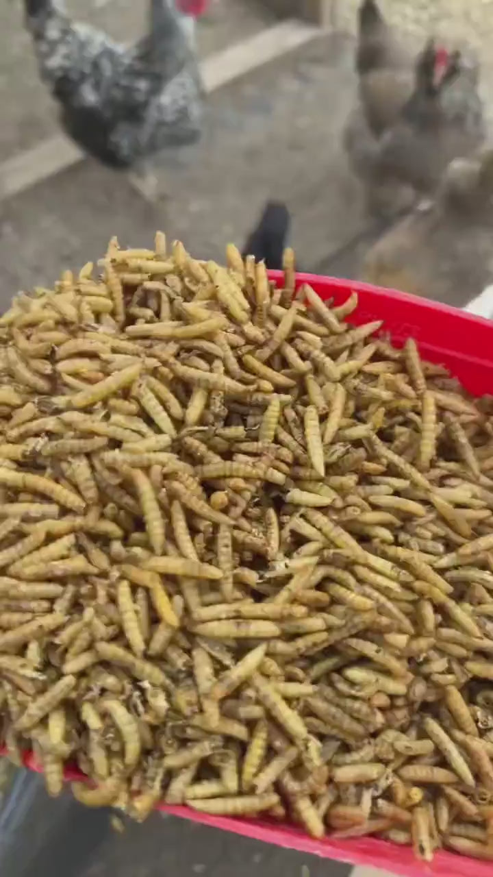 Premium Non-GMO Dried Mealworms for Backyard Chickens demonstration