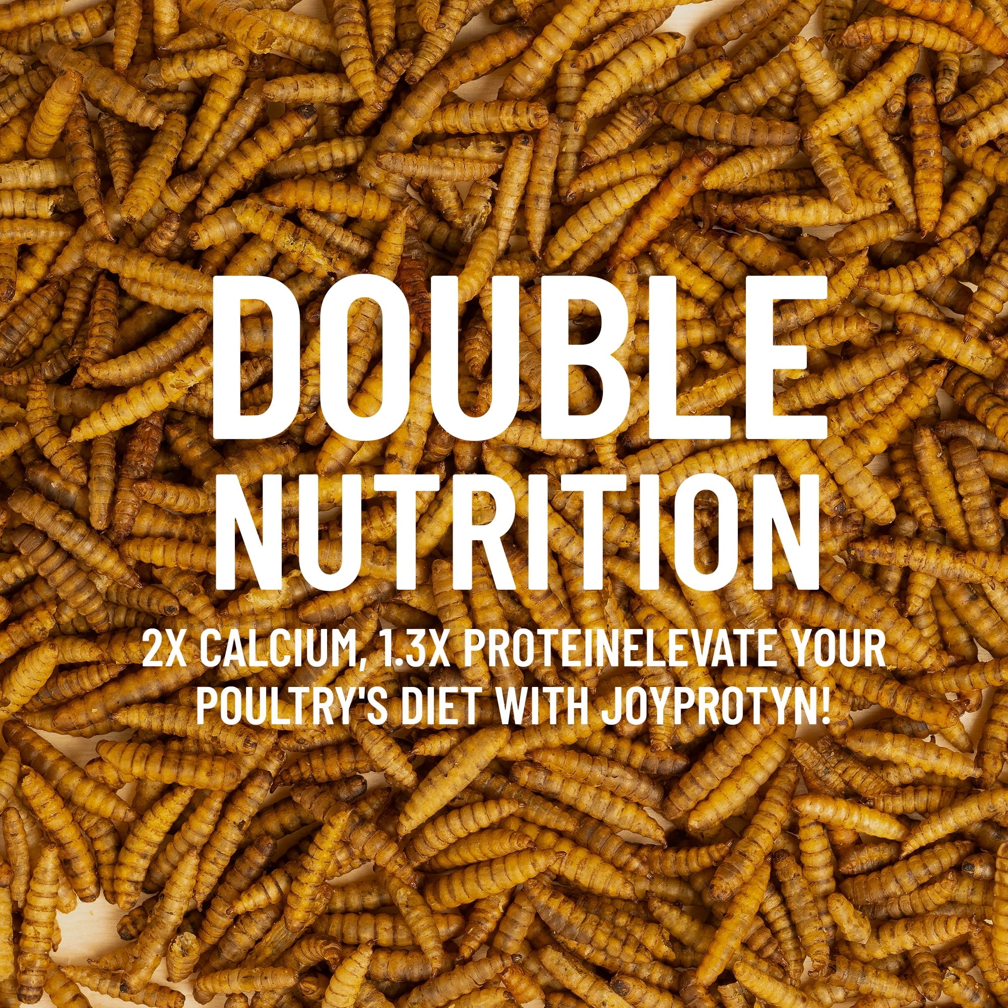 Close view of dried black soldier fly larvae poultry treats